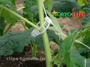 clip-para-el-facil-entutorado-de-los-cultivos-de-tomate-hortoclips
