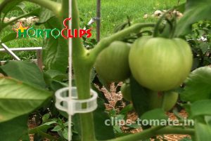 clip-para-la-conduccion-para-el-tutorado-de-tomates-hortoclips