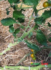 clips-para-entutorado-te-cultivos-de-tomate-disenados-para-plantaciones-en-invernaderos-hortoclips
