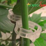 planta-clip