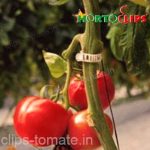 tomate-clip
