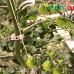 tomates-clips-plantaverde
