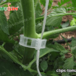 clips-tomate.in-3-1