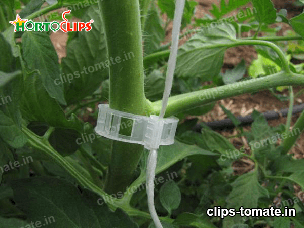 tomato clips