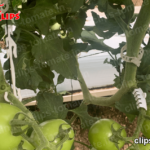clips-tomate.in-14
