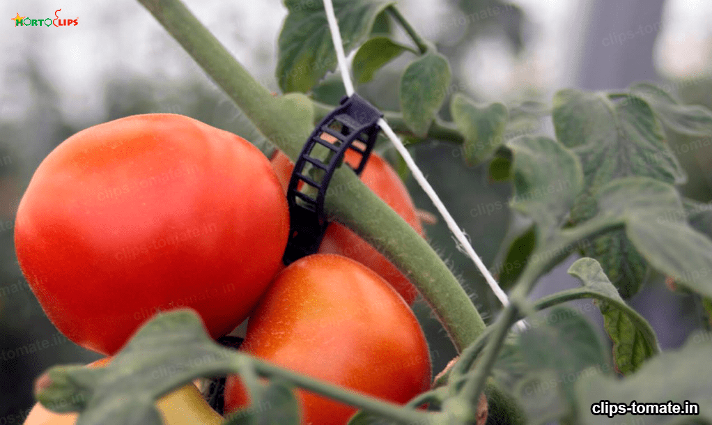 proceso de crecimiento de una planta de tomate