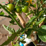 clips-tomate.in-26-1